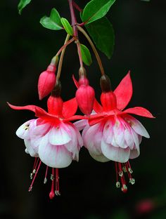 two pink and white flowers hanging from a branch with green leaves on the other side