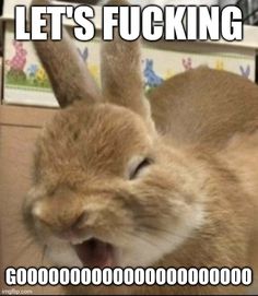 Morning Memes, Funny Bunnies, A Bunny, Rabbits, Funny Things, Cute Animals, The Unit, Let It Be