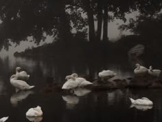 several white swans are swimming in the water near some rocks and trees on a foggy day