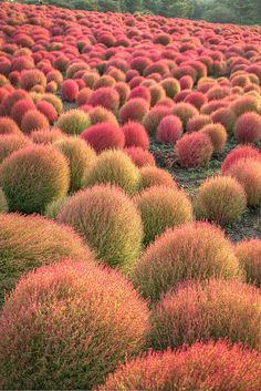 many different colored bushes in a field