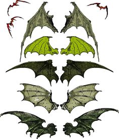 various types of bats and their wings