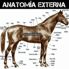 the anatomy of a horse with labels on it