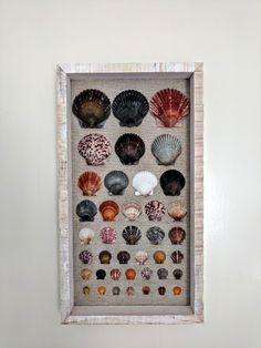 there are many seashells in this shadow box