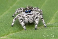 a spider with blue eyes sitting on top of a green leaf covered in drops of water