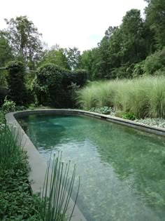 an outdoor swimming pool surrounded by lush green plants and tall grass in the back yard