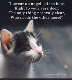 a small black and white kitten with a quote on it's side that says, i swear an angel led me here, right to your very door the only thing not truly clear who needs