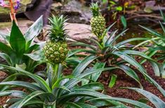 pineapples are growing in the garden with green leaves