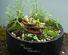 there is a small plant that has been placed in a pot with moss growing out of it