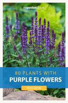 purple flowers with text overlay that reads, 80 plants with purple flowers read more