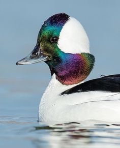 a white duck with multicolored feathers floating in the water