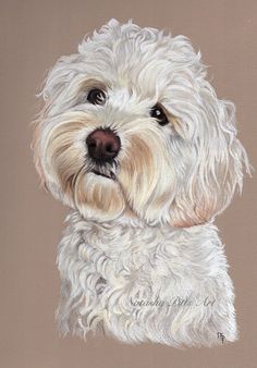 a painting of a white dog with brown eyes and long, curly hair is shown