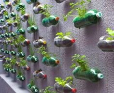 the wall is made up of bottles with plants growing out of them