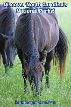 two horses grazing in the grass with text that reads, discovery north carolina's national parks