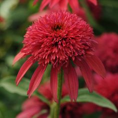 red flowers with green leaves in the background