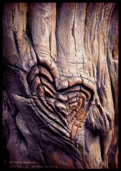 a heart carved into the bark of a tree