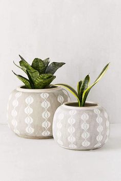 two potted plants sitting next to each other