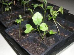 there are many plants in the trays on the counter top, and one plant is starting to grow