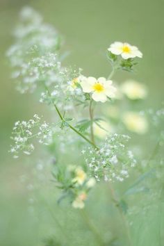 some white and yellow flowers in the grass