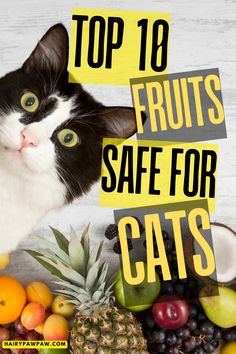 a black and white cat surrounded by fruit with the words top 10 fruits safe for cats