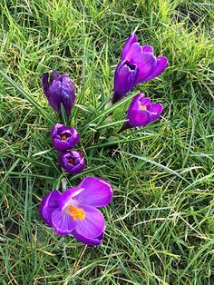 some purple flowers are growing in the grass