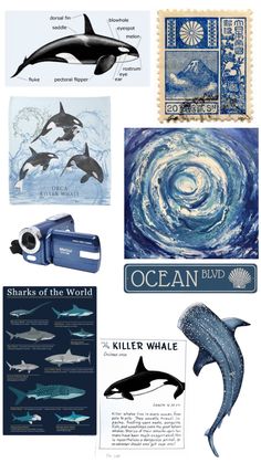 an image of different types of animals in the ocean