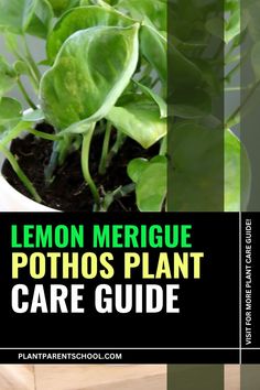 lemon merigue pothos plant care guide