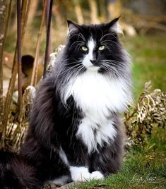 a black and white cat sitting on the ground next to a tree with green eyes