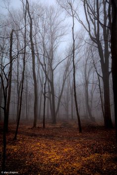 the woods are covered in thick fog and trees with no leaves on them at night