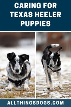 two dogs running in the snow with text saying caring for texas heeler puppies