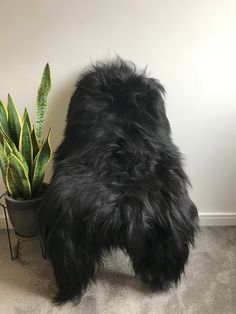 a large black furry animal standing next to a potted plant on the floor in front of a white wall