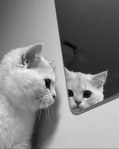 a white cat looking at itself in the mirror