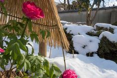 some pink flowers are in the snow near a straw hut and bushes covered with snow