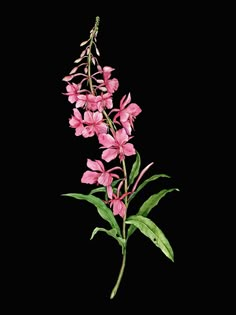 pink flowers with green leaves on a black background