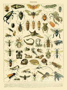 an insect poster with many different types of bugs and other insects on it's back