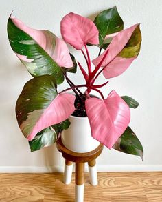 If you're a pink lover and a plant lover you have come to the right place! We give you the 7 prettiest pink plants you'll want and need asap. Indoor plants have many benefits like enhancing a space, boosts moods and reduces stress. This Pink Princess Philodendron is only one of the pink and purple house plants you can bring in for a pop of colour in your home. This is the ultimate beginners indoor plant! Click the link to find out more! Philodendron Pink Princess, Small Purple Flowers, نباتات منزلية, Decoration Plante, Starter Plants, Pink Leaves, Low Maintenance Plants, Perfect Plants