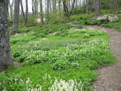 a path in the middle of a forest with white flowers and green plants on both sides