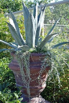 a large potted plant sitting in the middle of a garden