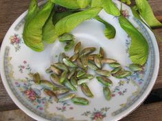 some green leaves are sitting on a plate