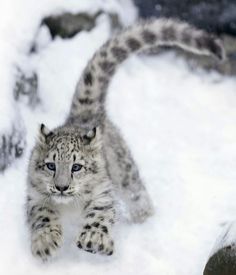 a snow leopard cub running through the snow