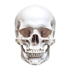 an image of a human skull showing the lower jaw and upper part of the face