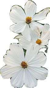 three white flowers with yellow centers are in the middle of an image on a white background