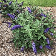 Almanac Planting Co: Pugster Blue® Dwarf Butterfly Bush by Proven Winners. There are two butterfly bushes growing in a bed of mulch. The bushes are covered in bluish purple blooms. Blue Flowering Shrubs, Butterfly Bush Care, Deer And Rabbit, Sun Life, Flowering Bushes, Bush Plant, Hardiness Zones, Winter Survival, Proven Winners