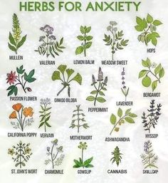 Medicinal Herbs Garden, Medical Herbs, Magia Das Ervas, Magic Herbs, Natural Healing Remedies, Healing Plants, Herbal Healing, Herbal Magic