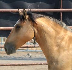 a brown horse standing next to a metal fence