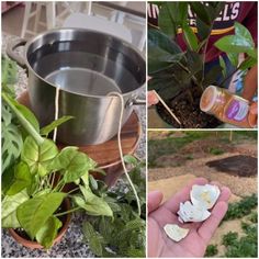 four different pictures with flowers and plants in the middle one is being used as an air freshener