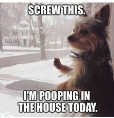 a small dog standing on its hind legs in front of a window with the words screw this i'm pooping in the house today