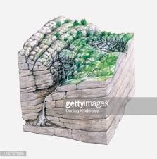 an illustration of a stone wall with grass growing on top and trees growing out of it