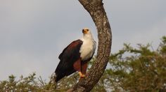 a large bird perched on top of a tree branch