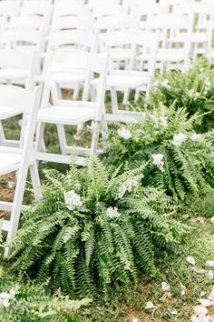 rows of white chairs lined up next to each other with ferns growing on the ground