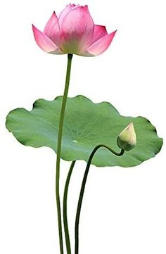 two pink water lilies with green leaves on a white background